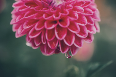 LBK_Blumen_2024-13-von-14