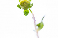 LBK_Blumen_2024-18-von-14