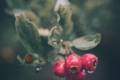 LBK_Blumen_2024-8-von-14